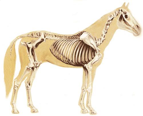 Blog de Esther Luna: Los animales