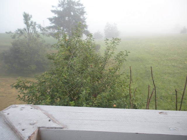 Jutranji pogled z domačega balkona, julij 2014; urejena pajkova mreža nakazuje trajnejše obdobje lepega vremena. Foto: Mitja Fajdiga