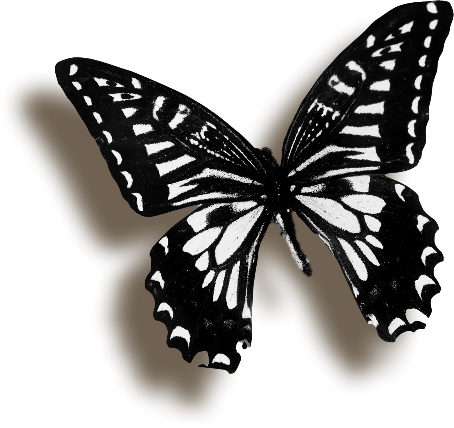 Черные бабочки 1. Бабочка черная. Бабочки на белом фоне. Бабочка черно белая. Черные бабочки на прозрачном фоне.