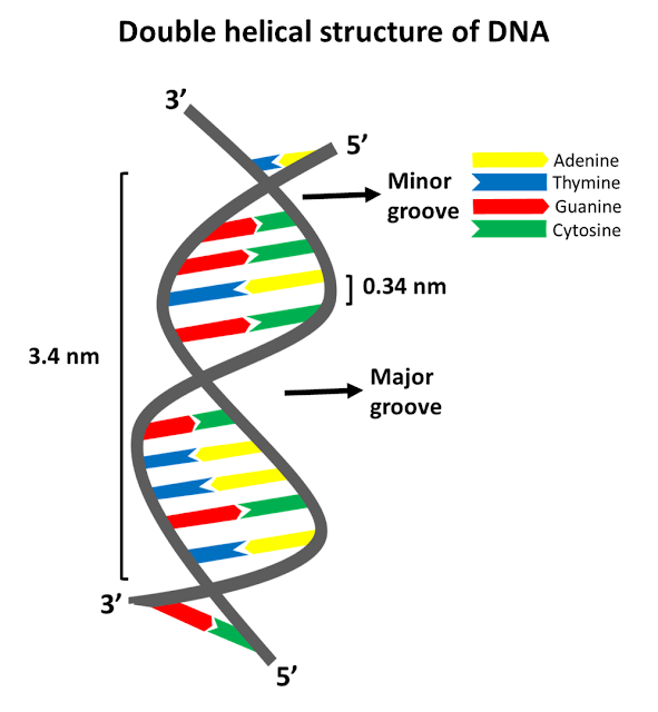 double helical structure of DNA