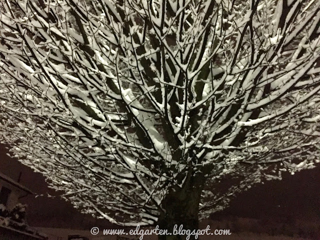 Schneebedeckter Baum nachts