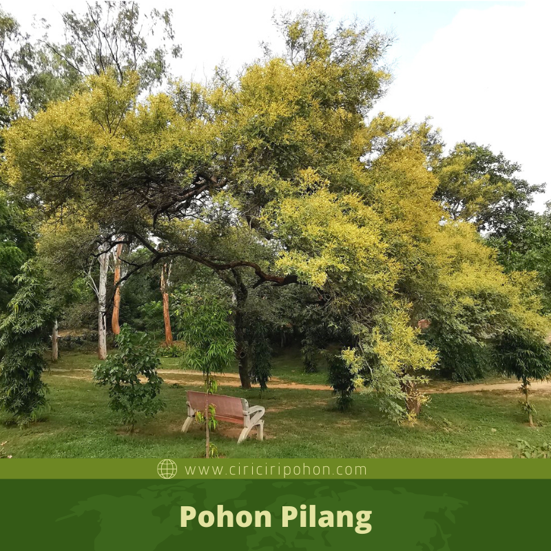 Ciri Ciri Pohon Pilang (Vachellia leucophloea) Di Alam Liar