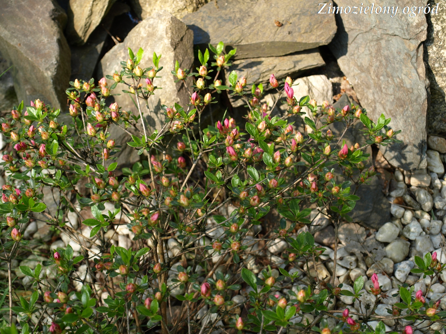 Zimozielony Ogrod Kolejne Zmiany W Ogrodzie