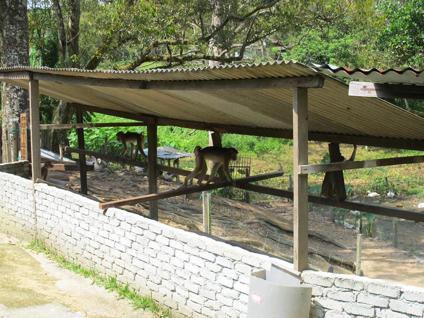 隐形的猫 2: Broga Rabbit Fun Land