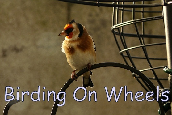 Birding On Wheels