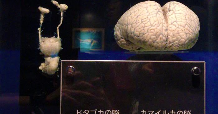 TYWKIWDBI ("Tai-Wiki-Widbee"): Shark brain vs. dolphin brain