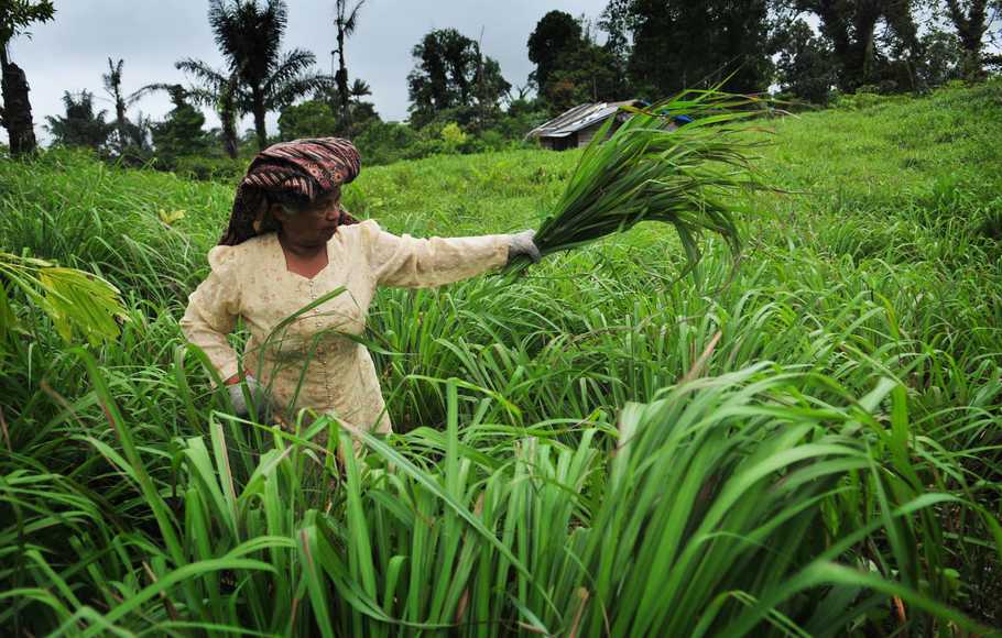 PROSES PENYULINGAN TANAMAN SERAI WANGI | Tips Petani