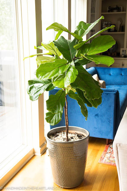 House Plant Pots
