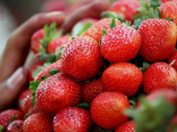 HOW TO COLLECT AND PREPARE STRAWBERRY SEED FOR PROPAGATION The Garden
