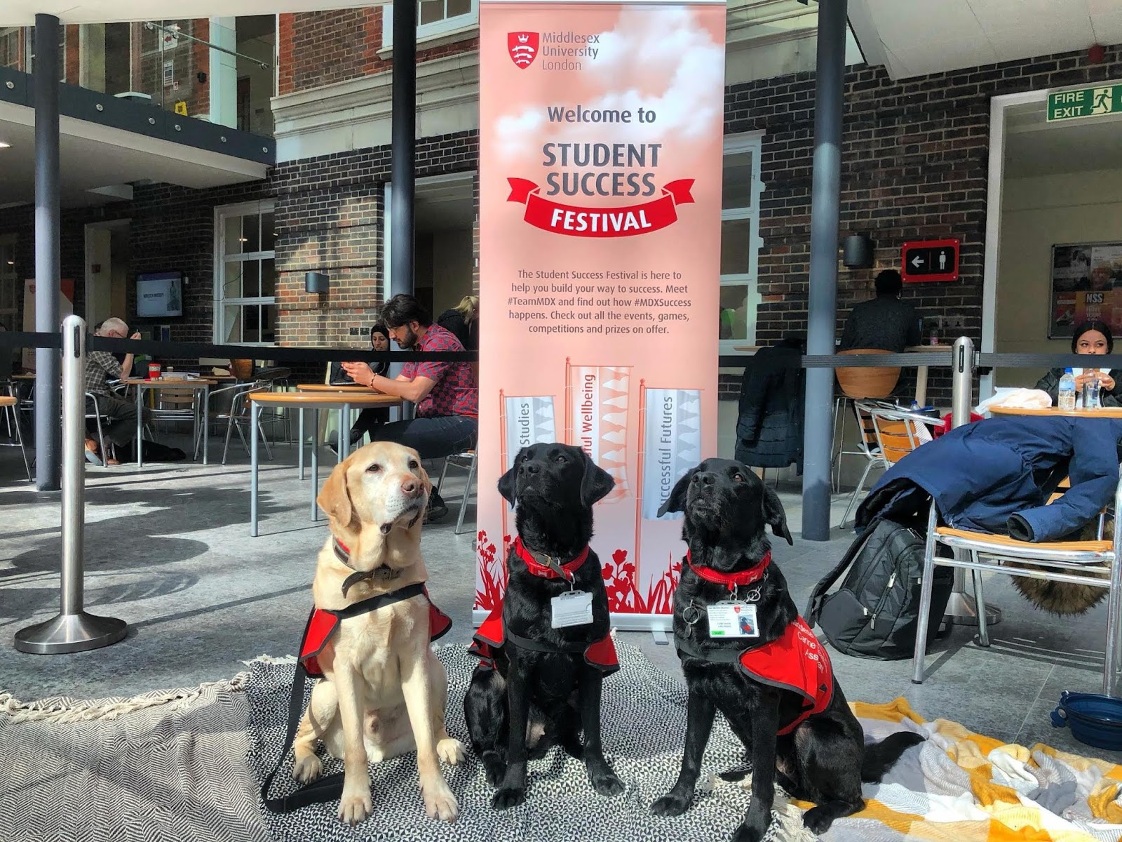 Dogs join Middlesex University staff to help students with exam stress