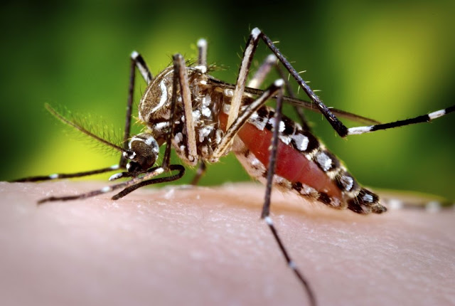 Roncador: Saúde divulga índice do mosquito da dengue e alerta para mobilização das pessoas