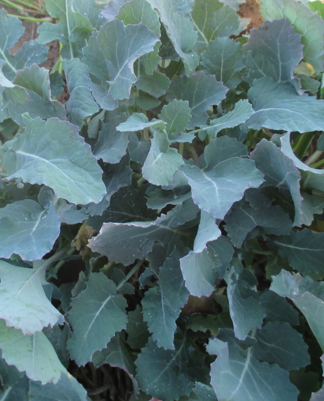 Grain Crops Update Canola Freeze Injury
