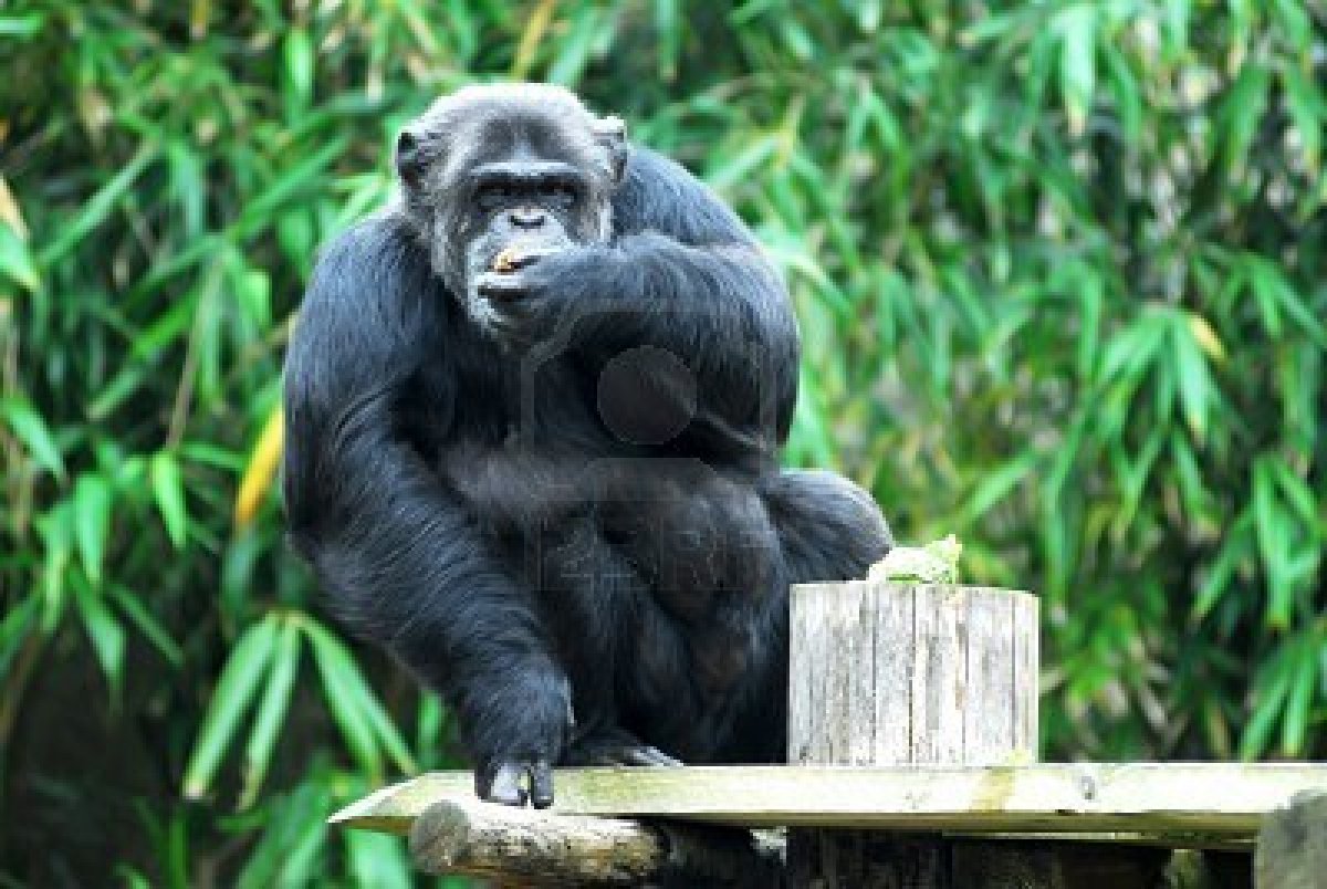 Chimpanzee | Animal Wildlife Chimpanzee | Animal Wildlife