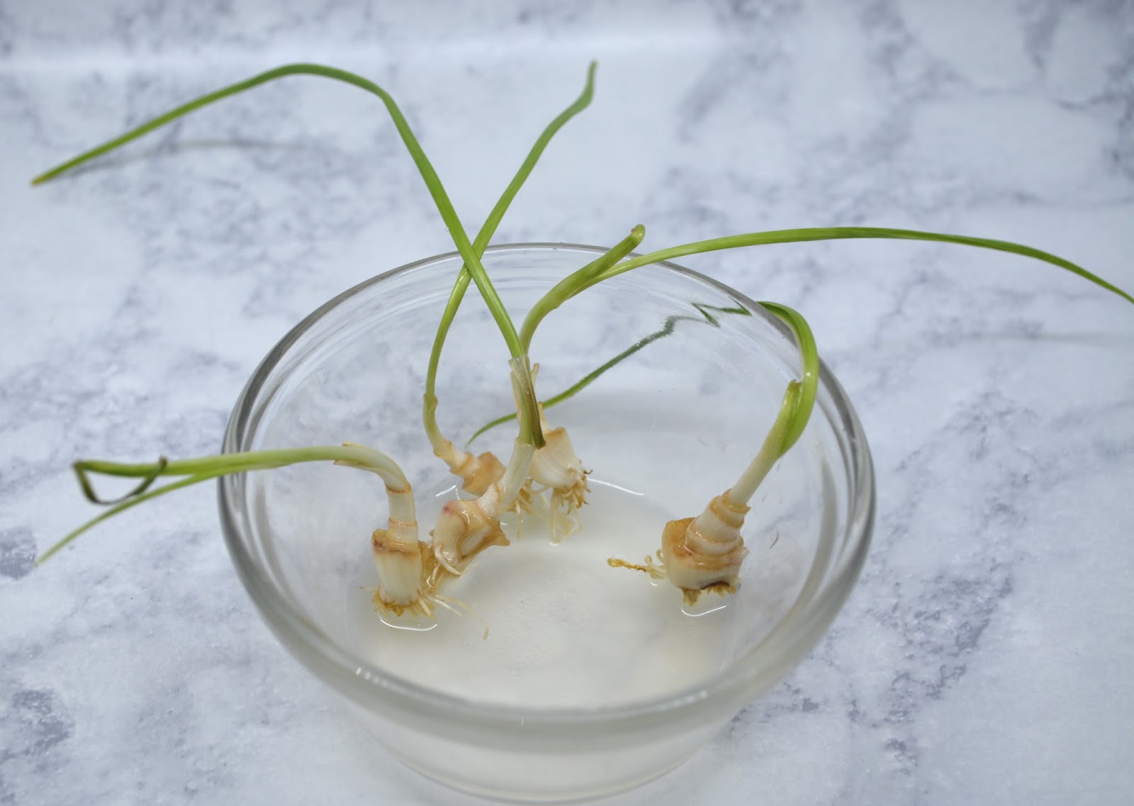 Classy Event Organizer How to ReGrow Garlic Scraps