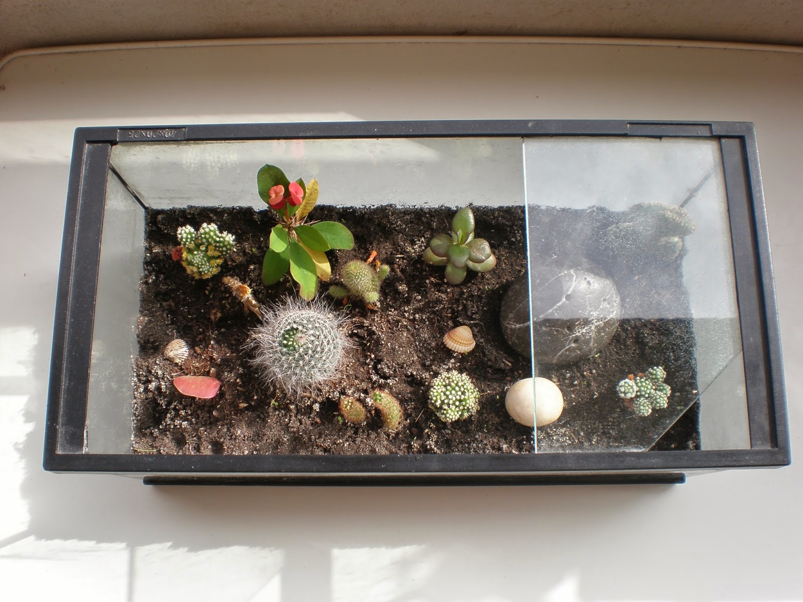 ingléswhat´s the problem 193.How to make a Cactus Terrarium