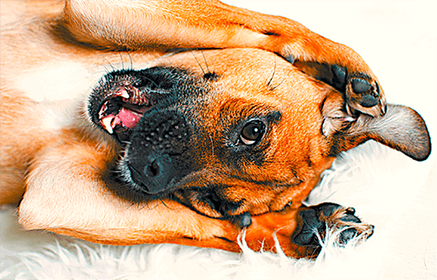https://www.petslng.com/