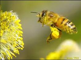 Api Fozia SEZIONE AUREA: Natura