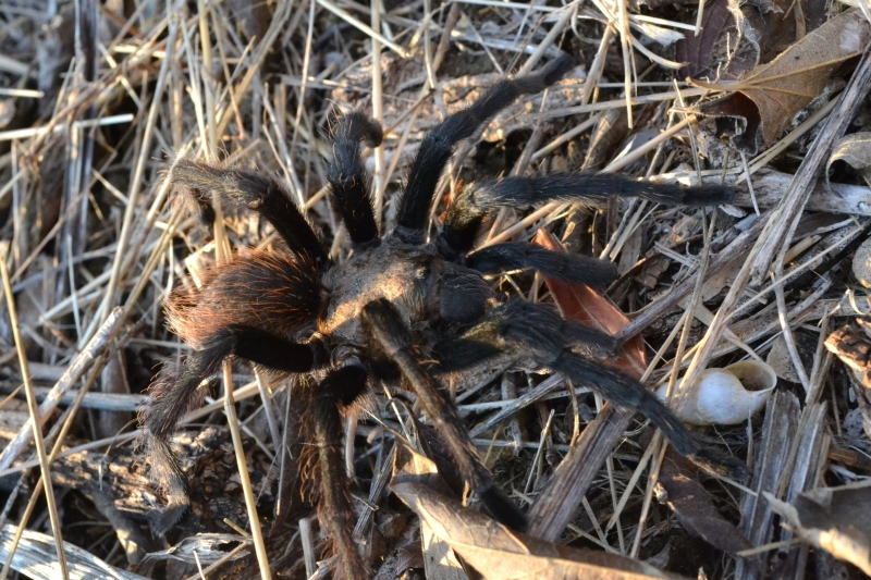 Gardener's Watch Texas Spiders