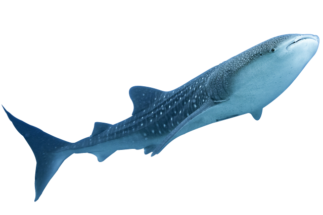 15+ Shark Transparent Images| Shark Transparent Background Images