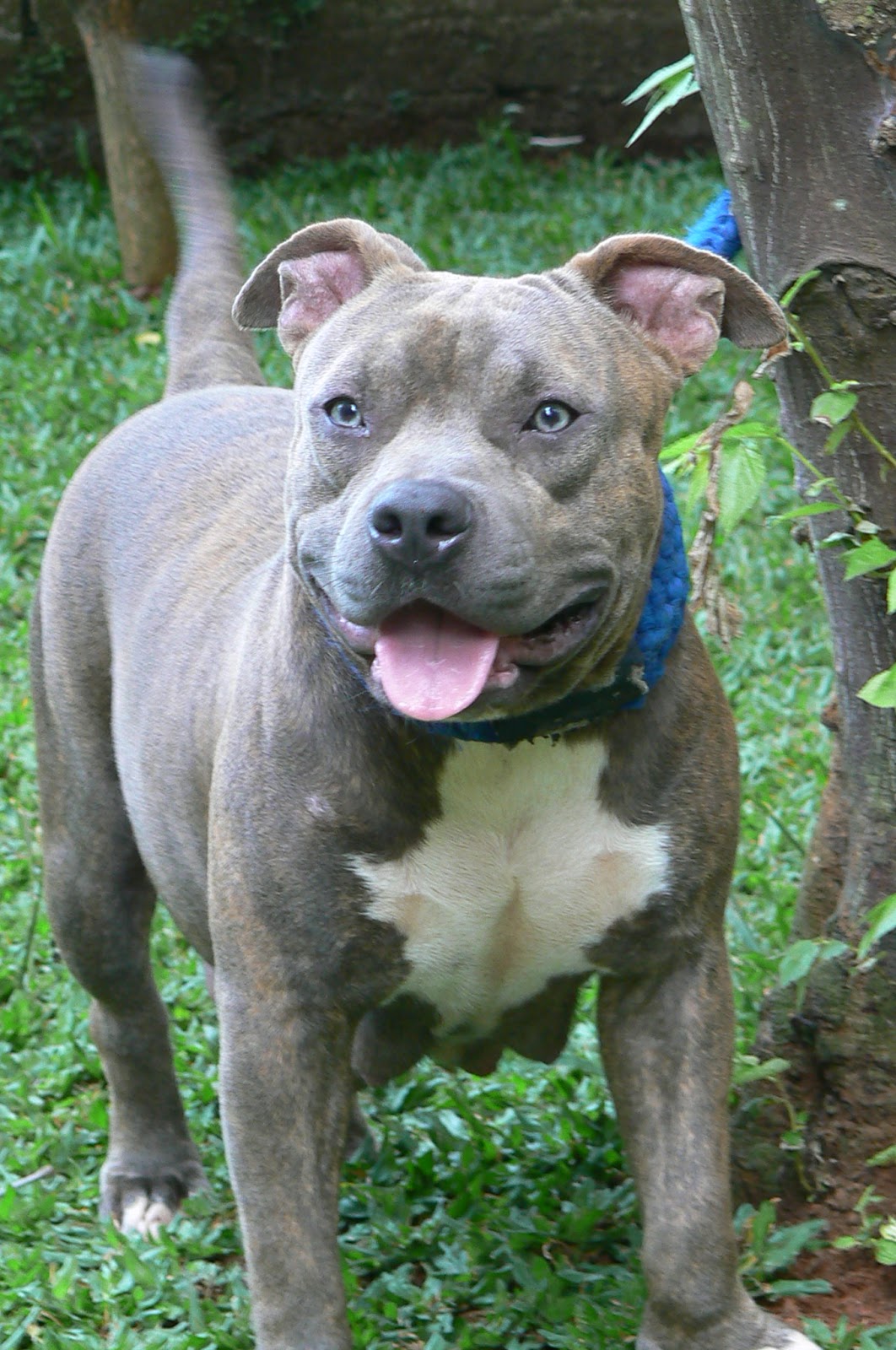 Tailor Made Bullies Kennel