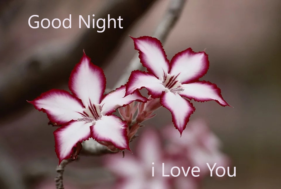 Top 10 Good Night Images greating Pictures,Photos for Whatsapp-Facebook