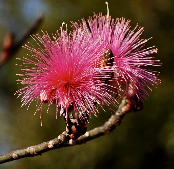 Top 12 Exotic Blooms at Flamingo Gardens