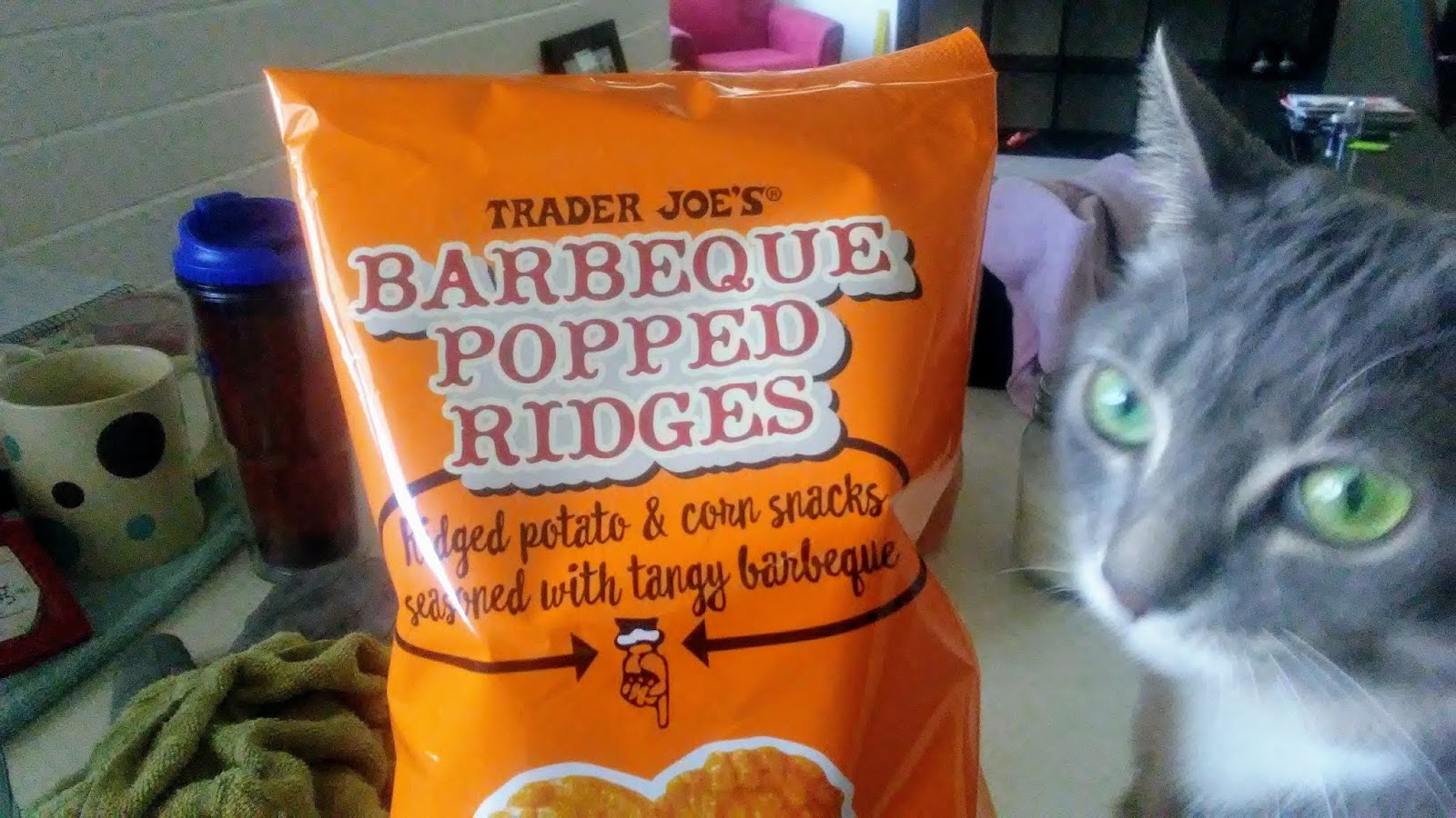 My cat loves Daiya! Cats, Chips and Tacos!