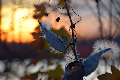 Milkweed at Cedar Lake