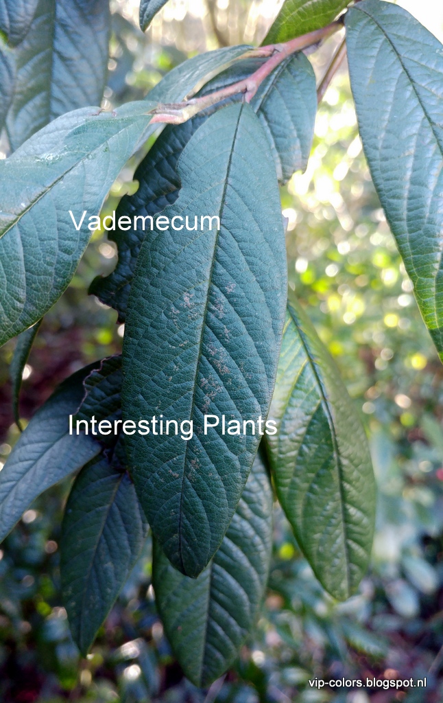 Cotoneaster Red Berries Snow Stock Photos Cotoneaster Red