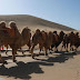 Κίνα: Δεν είναι φάρσα - Τοποθέτησαν φανάρια για καμήλες