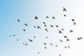 Hundreds of migratory birds take over interior of California home|interesting news|