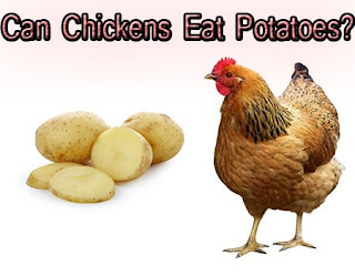 Can Chickens Eat Potatoes