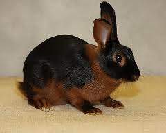 Macam - Macam Kelinci | ANUGRAHMU