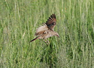 Rufous-Tailed Weaver