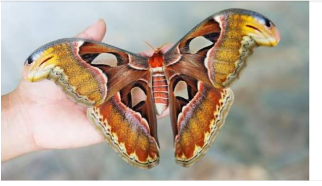 World's largest beautiful moth