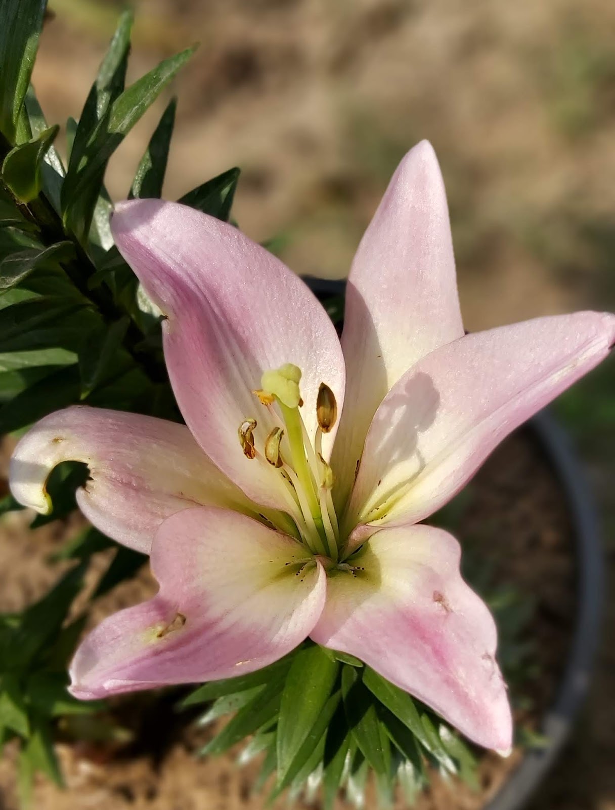 Jaipur Garden Growing Asiatic Lily in pot