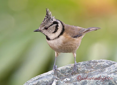 Mallerenga emplomallada (Lophophanes cristatus)