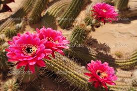 Flor de Cactus V