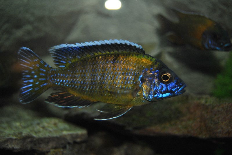 Gambar 5 Ikan cichlid Afrika - Flavescent Peacock ( Aulonocara stuartgranti )