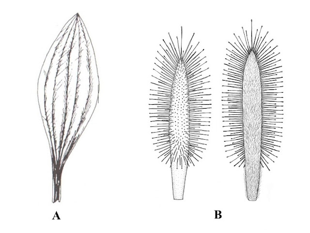 substrato-drosera-guia-de-identificação