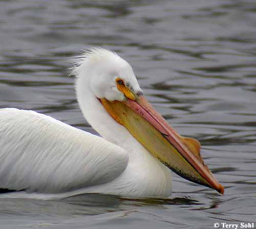 Pelican Animal Wildlife