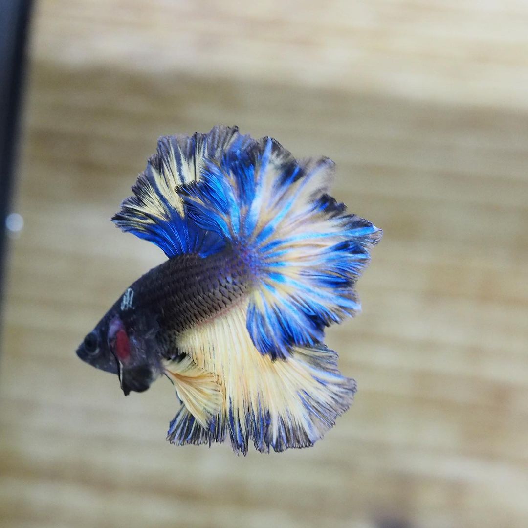 The Superb Live Male Blue Mustard Gas Rosetail Betta Siamese Fighting Fish