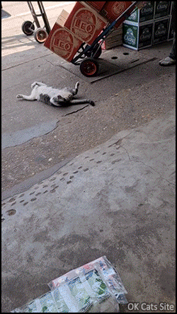 Amazing Cat GIF • Incredibly relaxed cat. She sleeps everywhere and anywhere on her back !!! BECAUSE CAT Amazing Cat GIF • Incredibly relaxed cat. She sleeps everywhere and anywhere on her back !!! BECAUSE CAT
