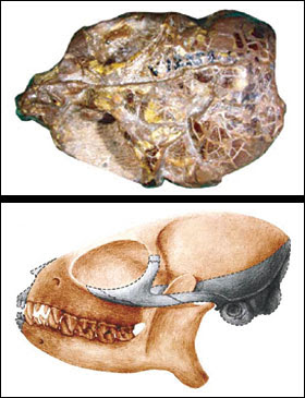 Teilhardina skull