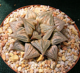 Haworthia 