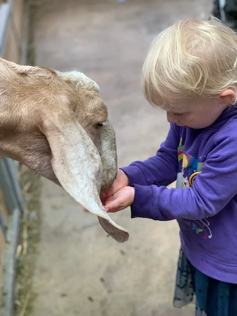 A 3 year old carefully feeding a goat with both hands