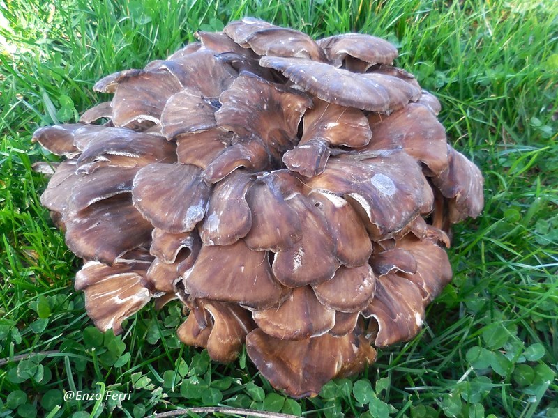 I Funghi dei Castelli Romani Grifola frondosa
