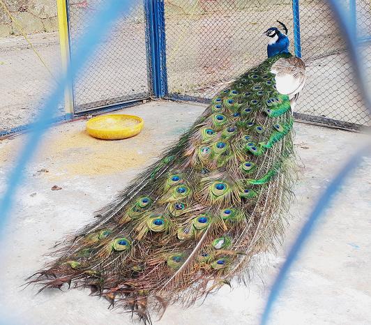 Burung Merak