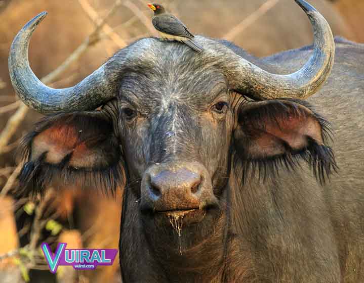 Pengertian Dan Contoh Simbiosis Mutualisme Beserta Gambarnya Vuiral