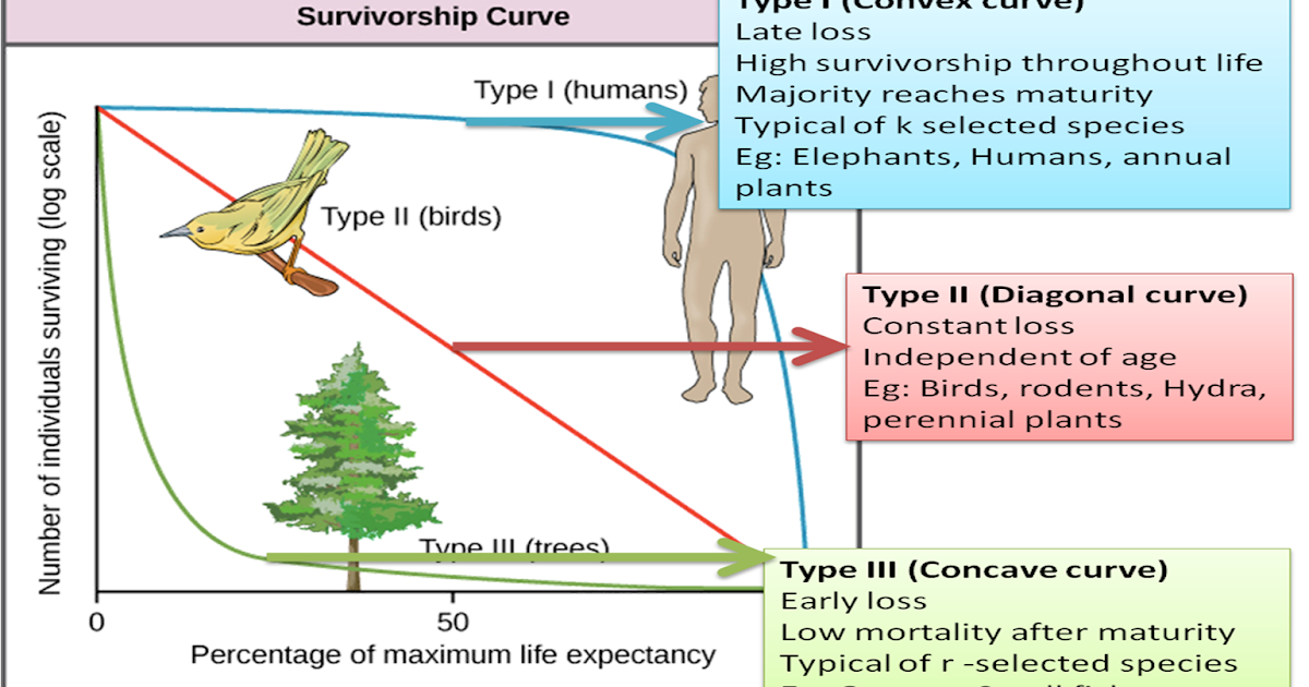 what-are-the-3-types-of-survivorship-curves-in-ecology-biology-exams-4-u